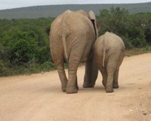 Female elephant and calf walk on dirt road. Illustrate that visitors will walk away if you don't follow the 5-step site content audit checklist.
