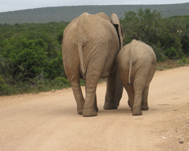 Female elephant and calf walk on dirt road. Illustrate that visitors will walk away if you don't follow the 5-step site content audit checklist.