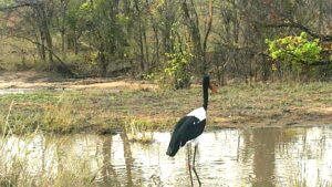 Saddle-billed stork in a water puddle in Kruger National Park, South Africa