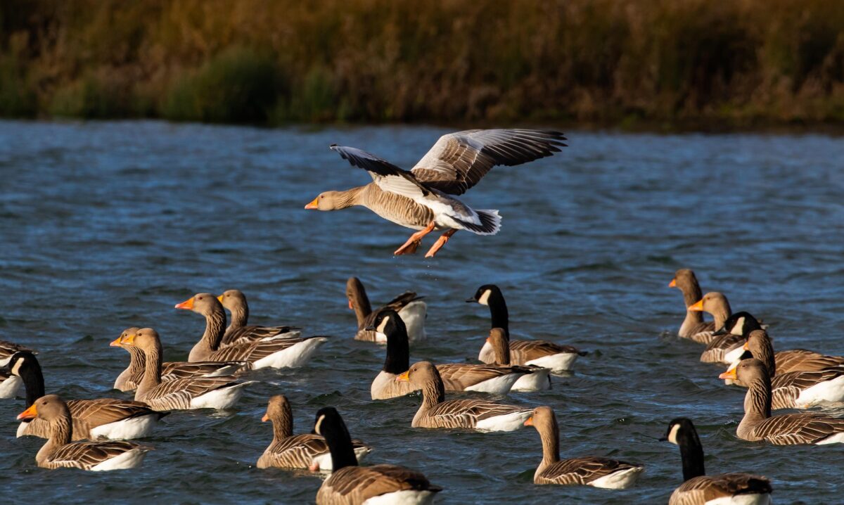 Influencer Marketing Might Lead You on a Wild Goose Chase