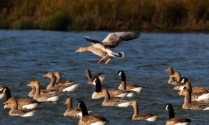 Wild geese on a lake with on in flight